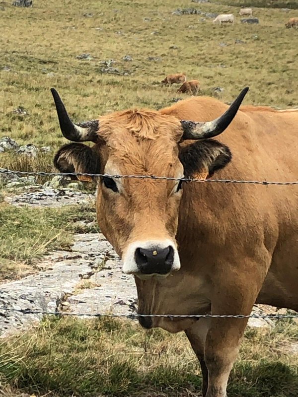 Buron Cœur d’Aubrac à Marchastel (14)