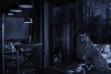Lodge Tigres blancs à Pessac (2)