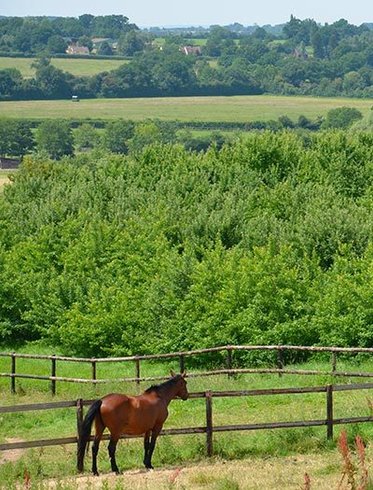 Domaine AbracadaRoom : Domaine des Essarts - Image 8