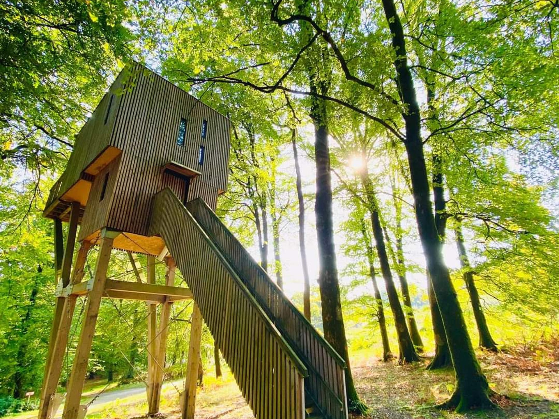 Cabane dans les arbres n°1