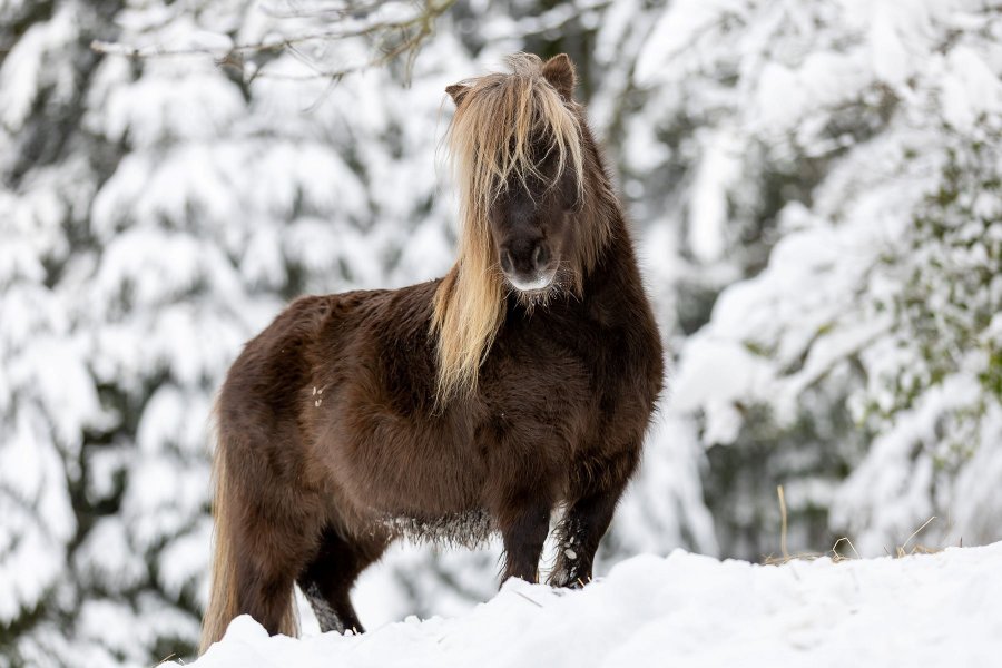 Hébergement AbracadaRoom : Dôme au milieu des Alpagas - Image 28