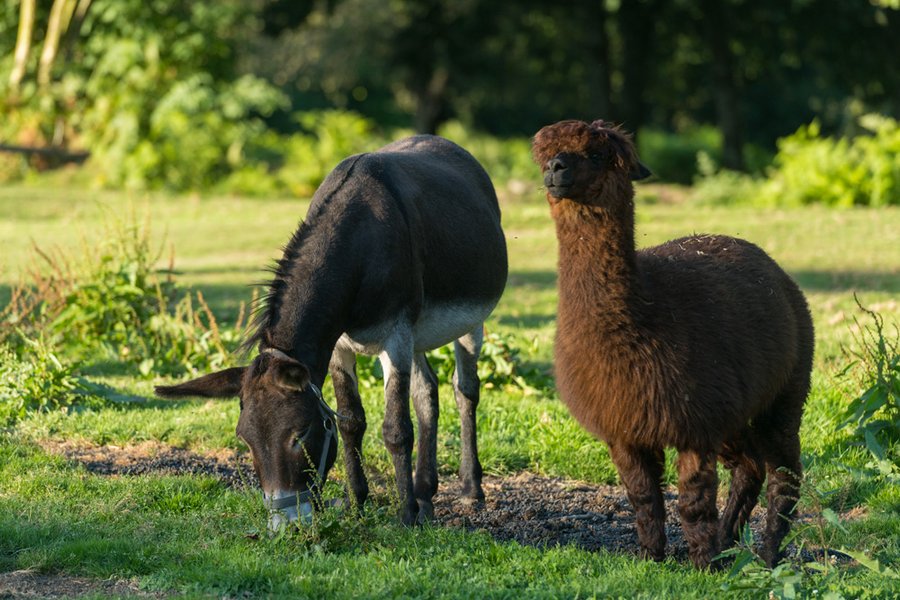 Hébergement AbracadaRoom : La Roulotte Broceliande - Image 7