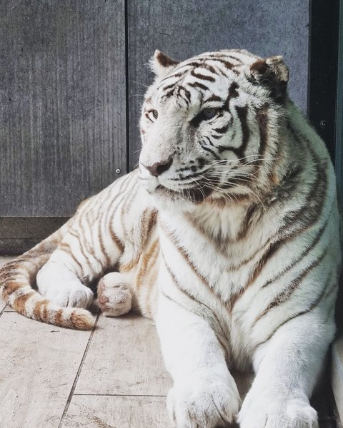 Hébergement AbracadaRoom : Lodge Tigre blanc & Spa & Dîner - Accès au zoo - Image 11