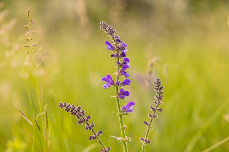 Hébergement AbracadaRoom : Guettée des Alpes - Cité Médiévale, Allos & Verdon - Image 58