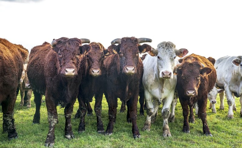 Domaine AbracadaRoom : Un Lit au Pré - L’étable des Mauges en Anjou - Image 13