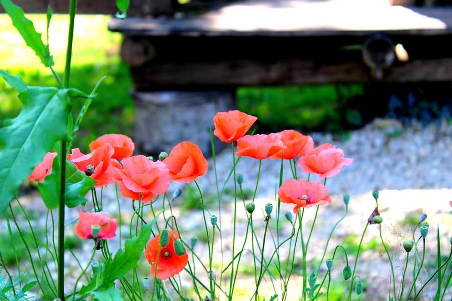 Domaine AbracadaRoom : Vert Tea Jeu - Image 3