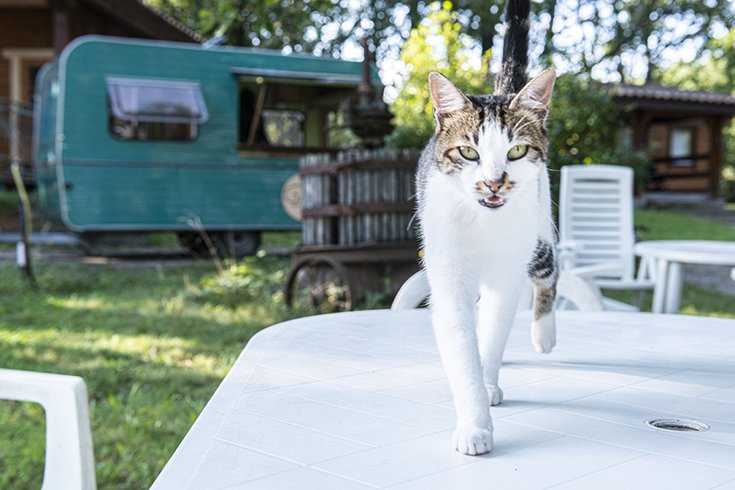 Domaine AbracadaRoom : Les Fées du moulin - Image 8