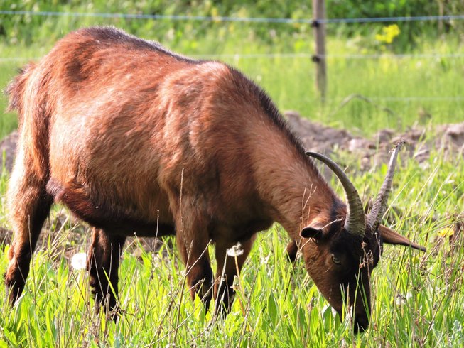 Domaine AbracadaRoom : La Cabane en Champagne - Image 3