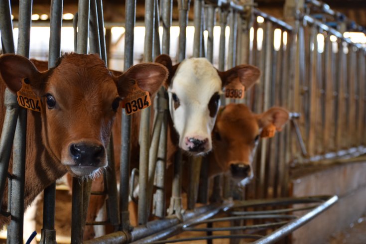Domaine AbracadaRoom : La ferme de Penquelen Huella - Un Lit au Pré (à supprimer) - Image 2