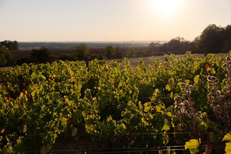 Hébergement AbracadaRoom : Parcel Tiny House - dans les vignes de Bourgogne proche Sancerre - Image 14
