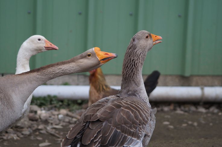 Domaine AbracadaRoom : Ferme du Moulin de Bois - Image 14