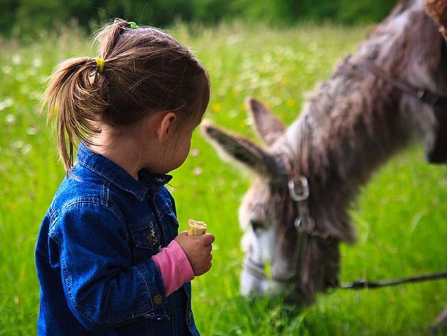Domaine AbracadaRoom : Les Ânes de Vassivière - Image 5