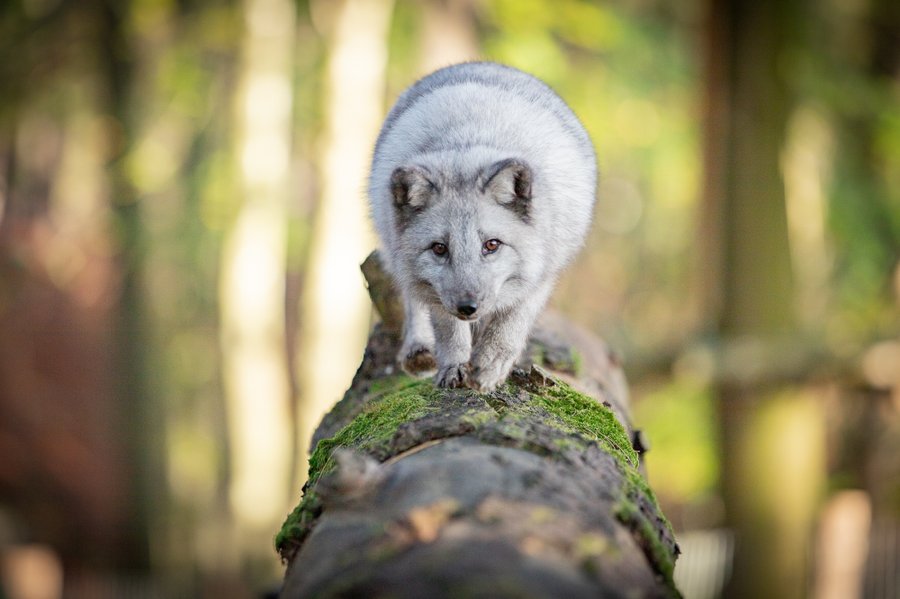 Domaine AbracadaRoom : Domaine des Grottes de Han - Image 2