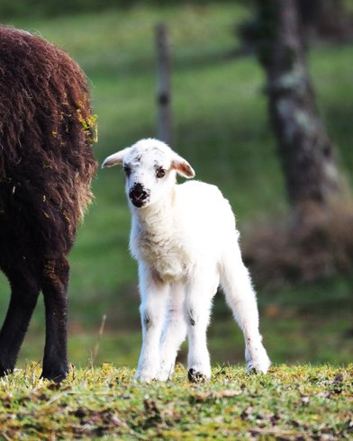 Hébergement AbracadaRoom : La Cabane Le Vieux Grimoire & Spa - Image 5