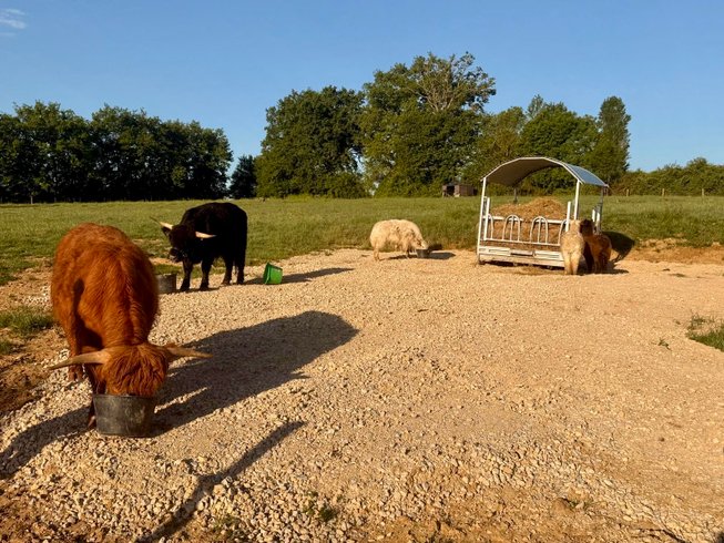 Hébergement AbracadaRoom : Cabane PMR Spa Animaux - Image 10