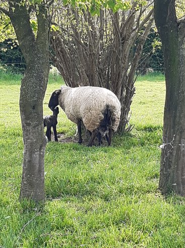 Hébergement AbracadaRoom : Tonneau Ô Verger - Image 26