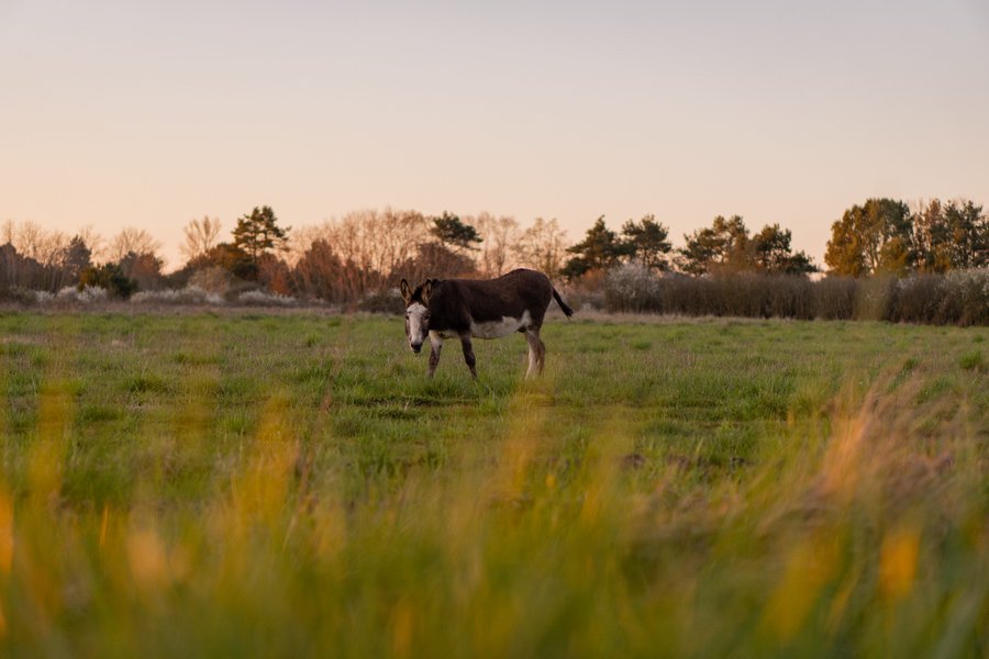 Domaine AbracadaRoom : Homnest (Billy) - Image 16