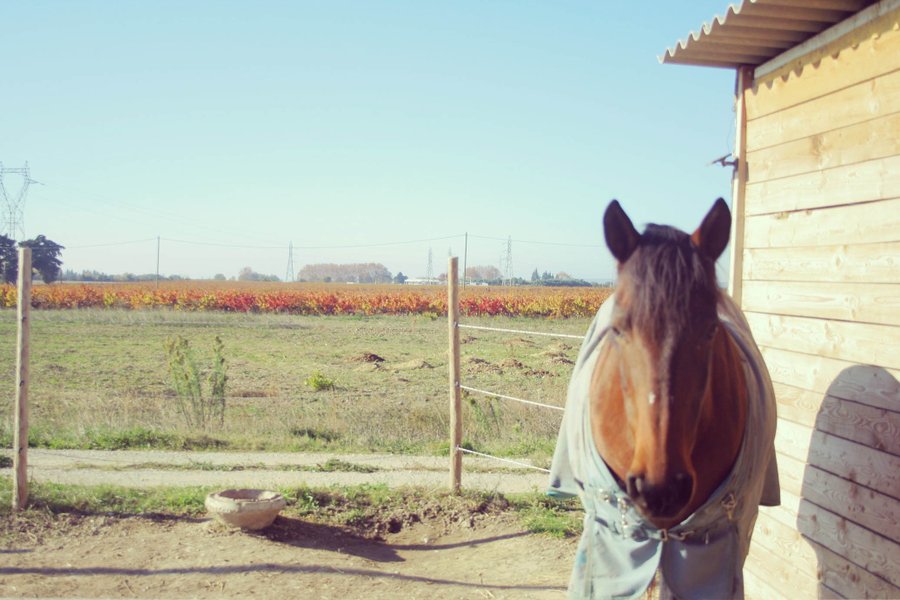 cheval_roulottes_yguaris