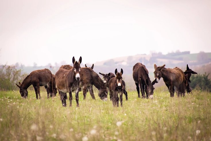 Hébergement AbracadaRoom : La Cabane Pyrénéenne au cœur de la ferme - Image 18