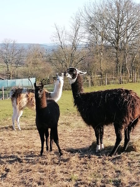 Domaine AbracadaRoom : Ecodomaine Rêver Ailleurs - Image 7