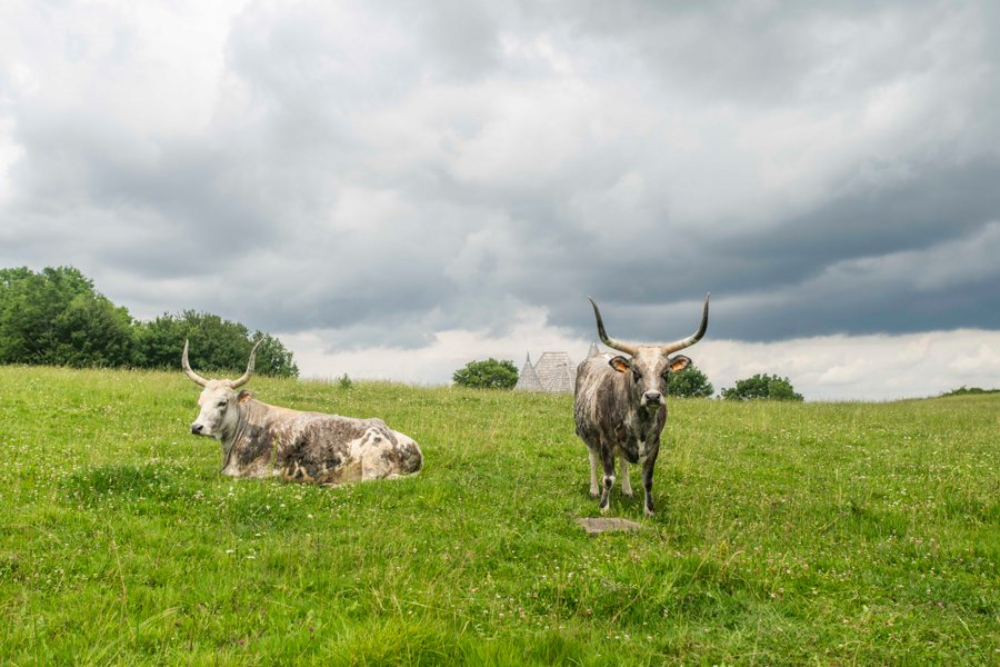 Domaine AbracadaRoom : Domaine de Puybeton - Image 18