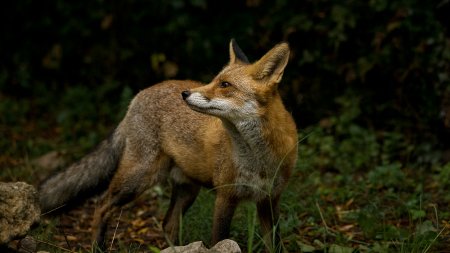 Domaine AbracadaRoom : Les Animaux et Marino - Image 11