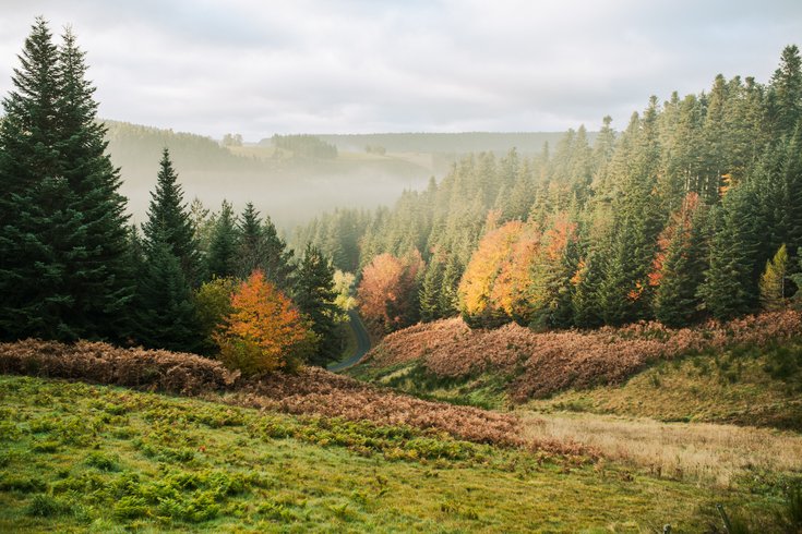 Hébergement AbracadaRoom : Homnest - L'Instant Sauvage - Vue Cimes & Forêt - Image 30