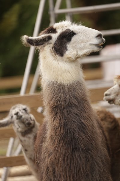 Domaine AbracadaRoom : Parcel Tiny House - à 5 min du Zoo de Beauval - Image 17