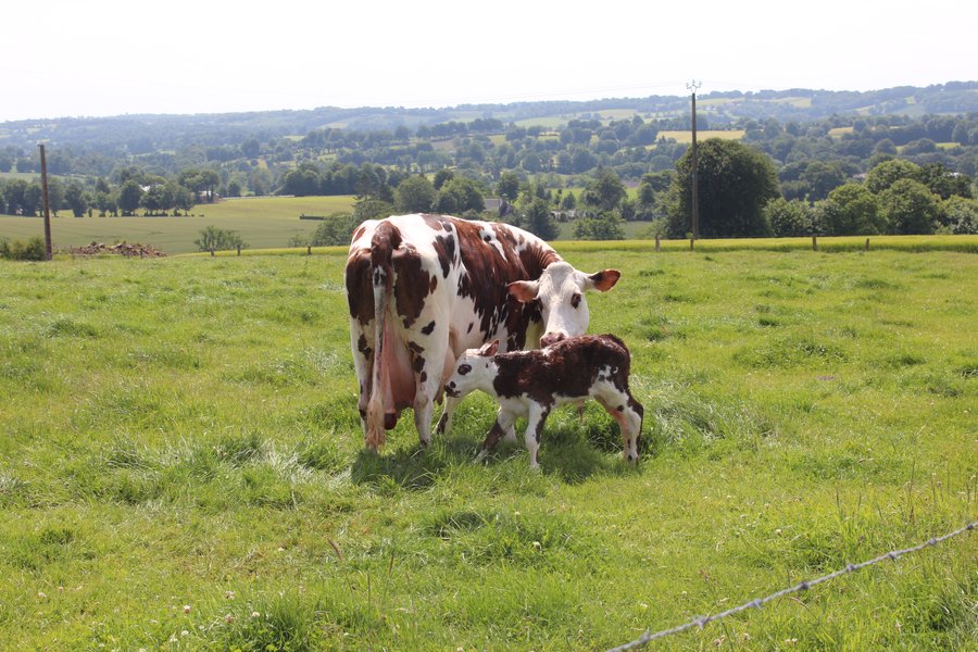 vaches_green_tree_glamping