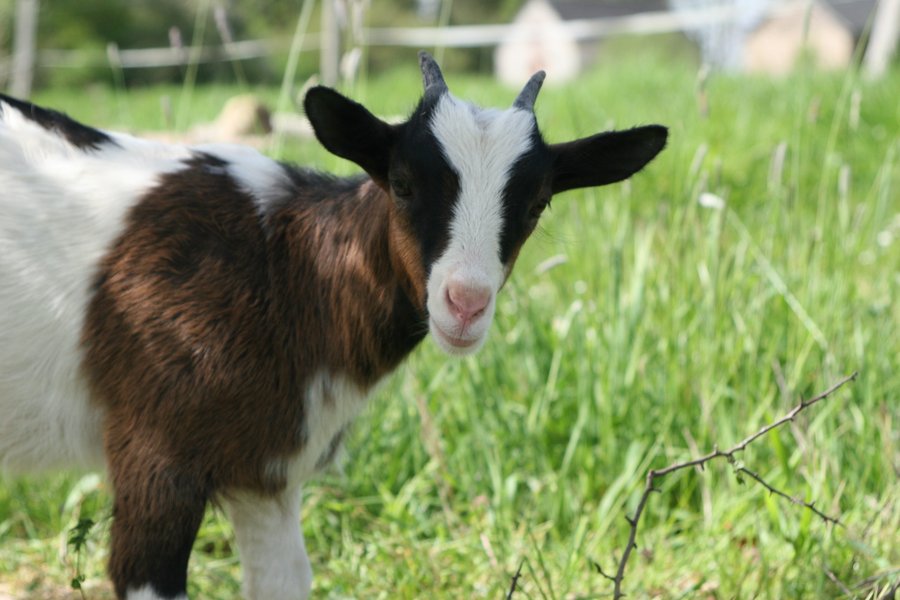 Domaine AbracadaRoom : Domaine des Vaulx - Image 9