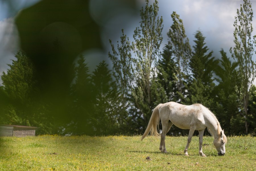 Hébergement AbracadaRoom : Lodge Samana - Image 30