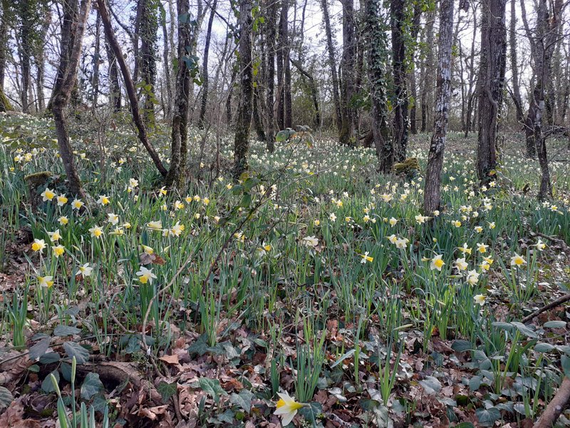 Domaine AbracadaRoom : A la douceur des chênes - Image 8