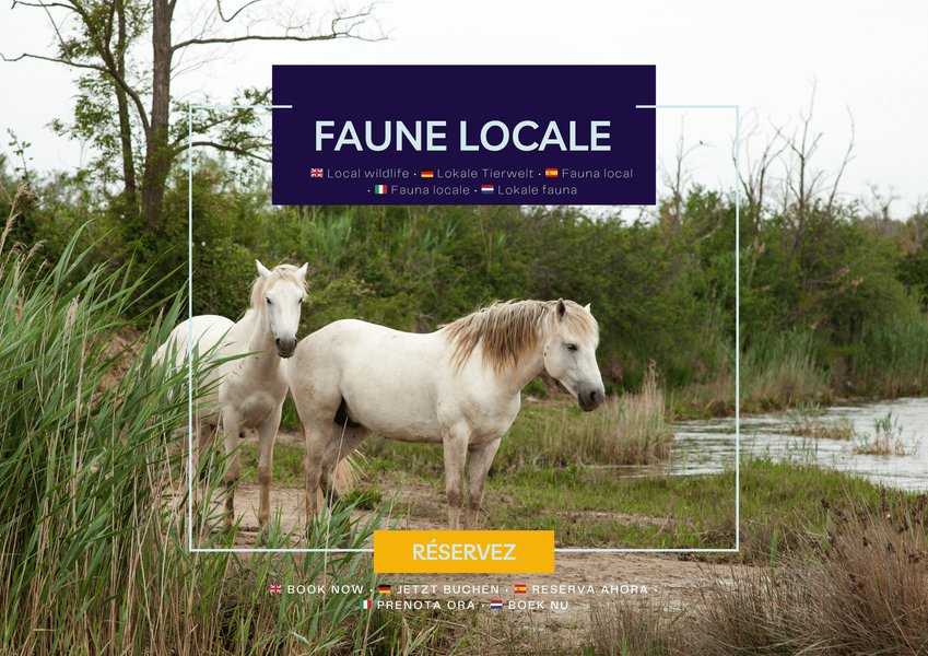 Hébergement AbracadaRoom : Houseboat Camargue - Canal du Rhône - Image 10