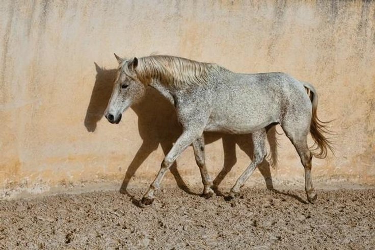 Domaine AbracadaRoom : L'Étrier des Cabanelles - Image 3