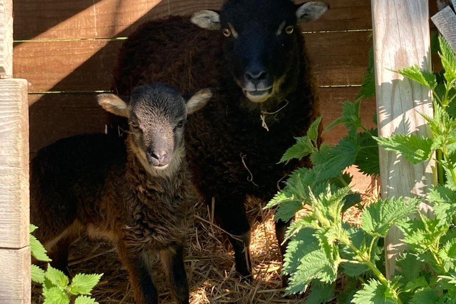 La Roulotte des Clartés & Bain nordique — photo 2