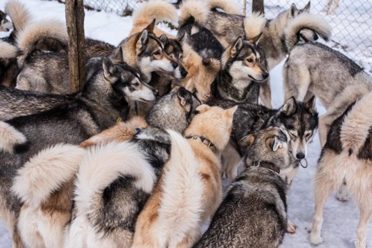Hébergement AbracadaRoom : Kota 3 Inari - Séjour inoubliable auprès de huskies - Image 17
