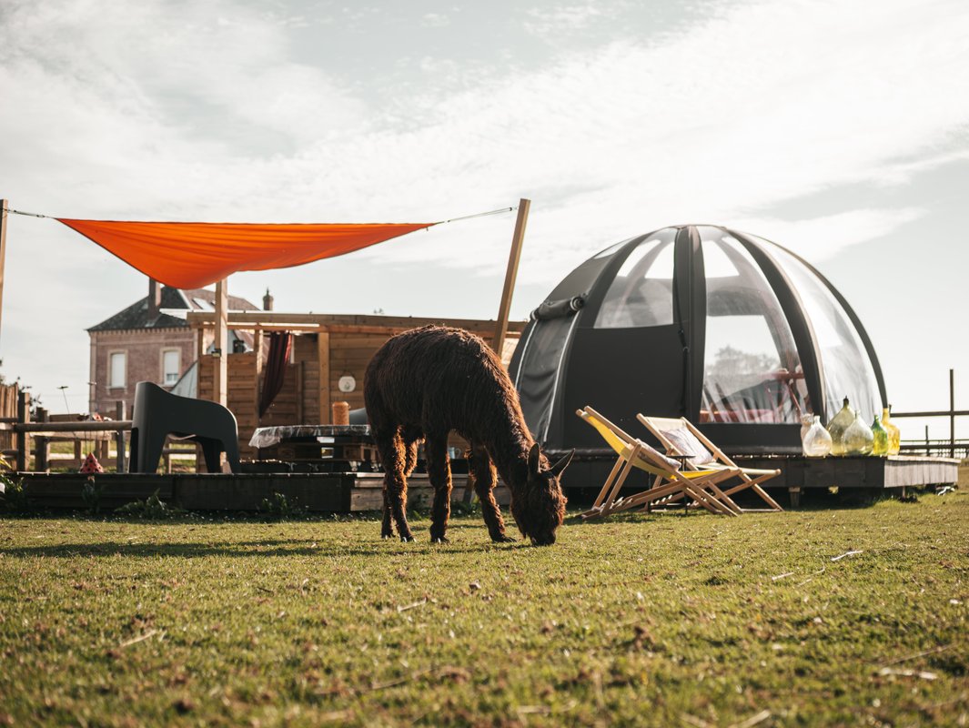 Les alpagas du clos à La Cerlangue (2)