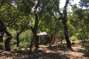 La Gabinoialle des Maures