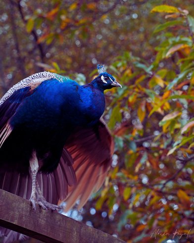 Hébergement AbracadaRoom : Bulle flottante - Image 11