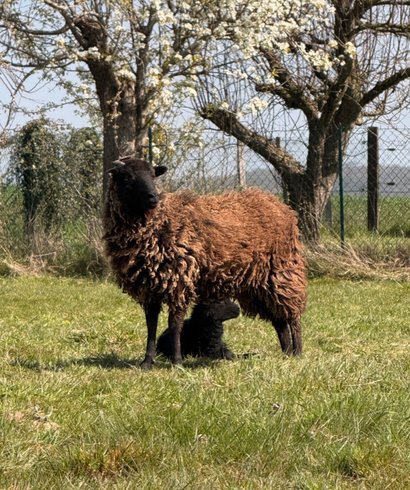 Domaine AbracadaRoom : Au clos des Prés - Image 4