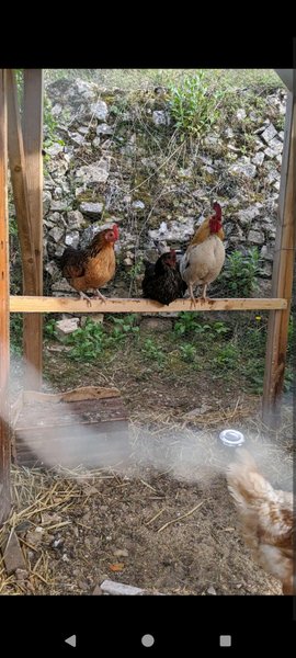 Domaine AbracadaRoom : La mauvaise herbe - Image 11