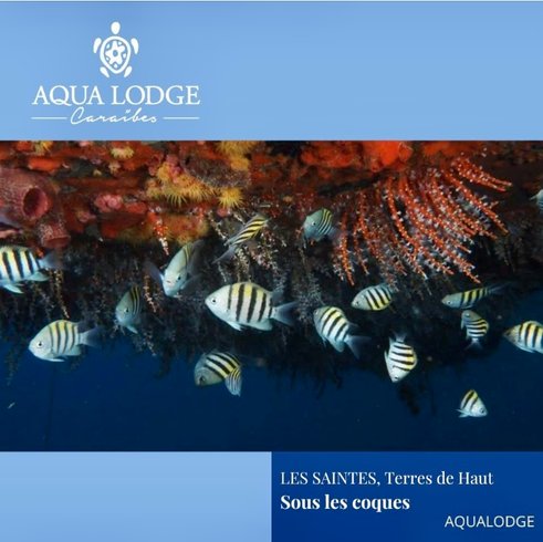 Hébergement AbracadaRoom : Aqua Lodge le Rêve flottant Les Saintes - Image 46