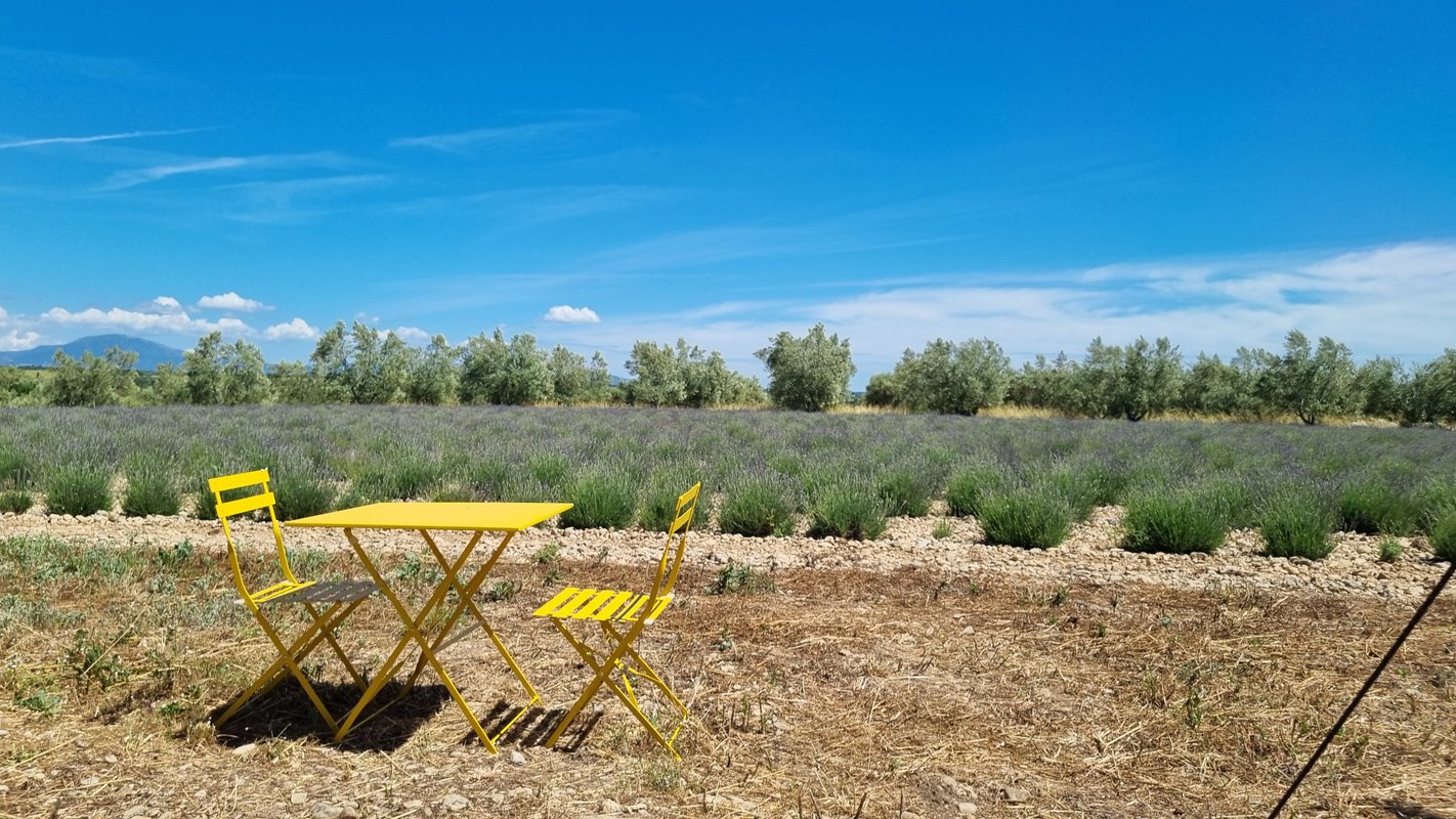 Les Lavandes à Valensole (4)