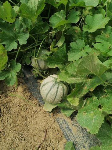 Hébergement AbracadaRoom : La Roulotte Spa bohème - Image 15