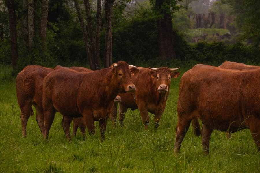 Domaine AbracadaRoom : Homnest (Mouliets) - Image 7