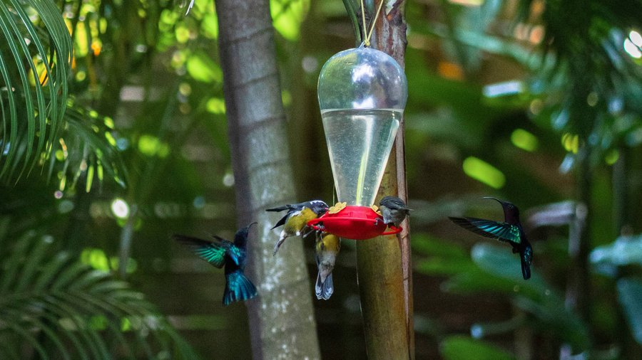 Domaine AbracadaRoom : Au Jardin des Colibris - Image 16