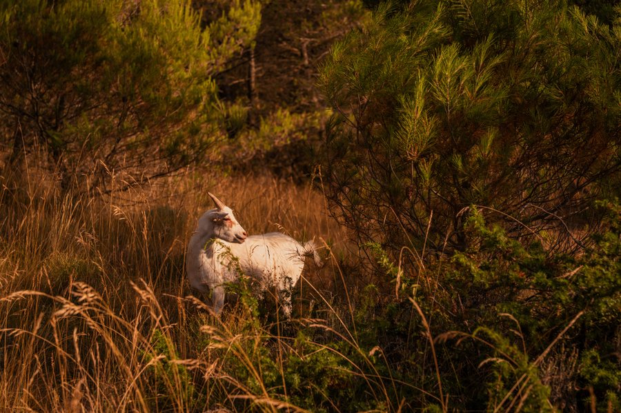 Hébergement AbracadaRoom : Homnest - L'Observatoire des Préalpes - Au coeur d'un haras - Image 47