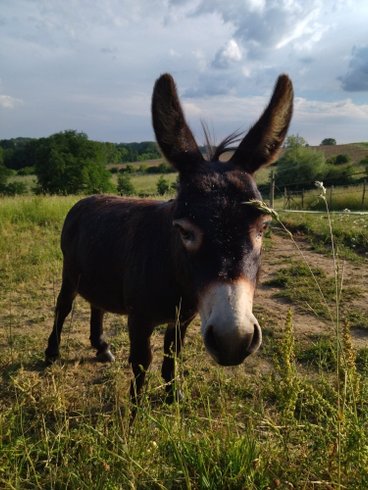 Domaine AbracadaRoom : Les Chemins d'Ambre & Thaïs - Image 5