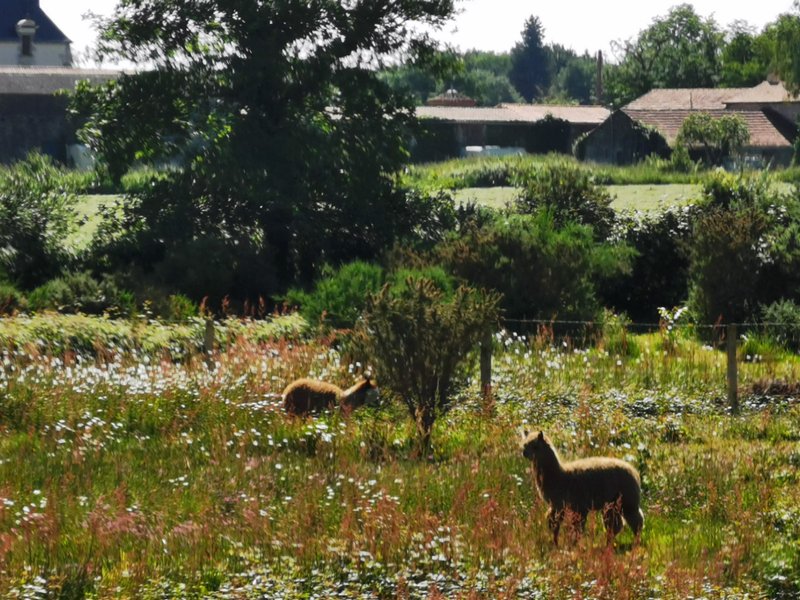 Domaine AbracadaRoom : La Noé verte - Image 8