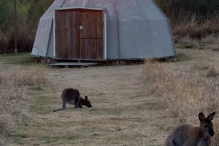 Wallaby de Benett'on